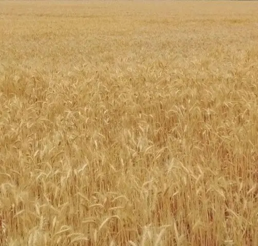 زمین کشاورزی در روستای کلور
