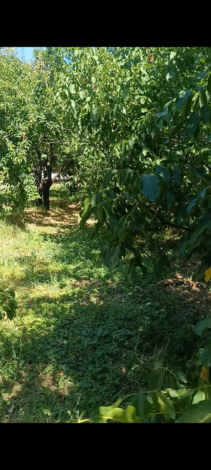 باغ انشعاب دار ۳۴۵۰متر در اسکو