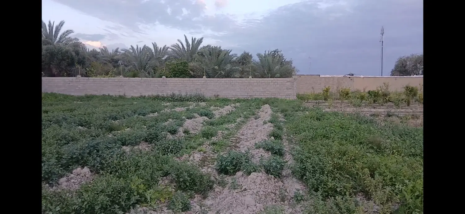 دو عدد زمین