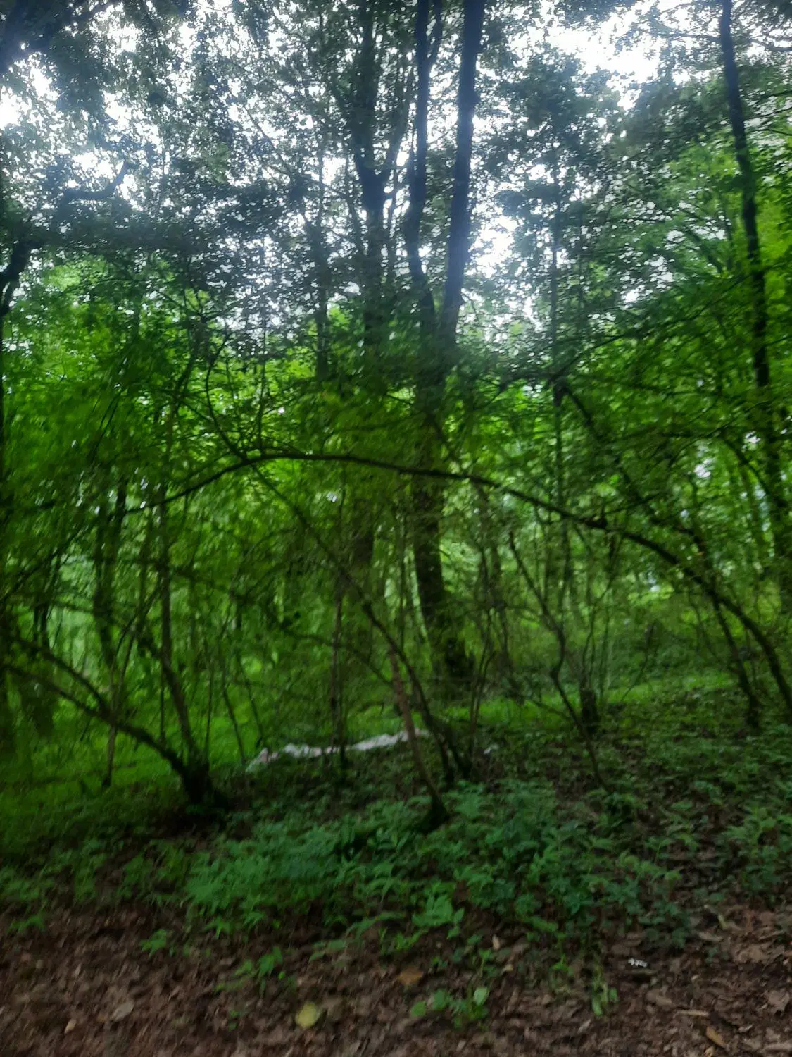 زمین  در حال تغییر کاربری خیابان والفجر زرین شهر