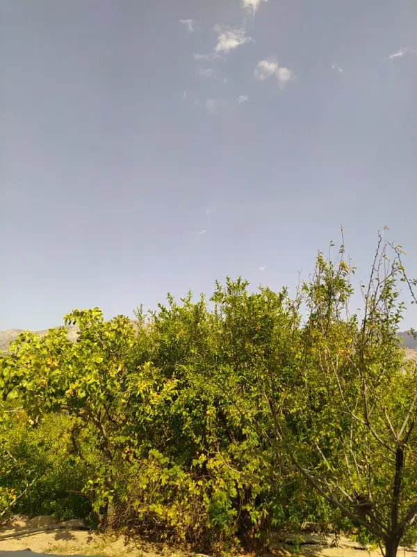 دو عدد جامغاره