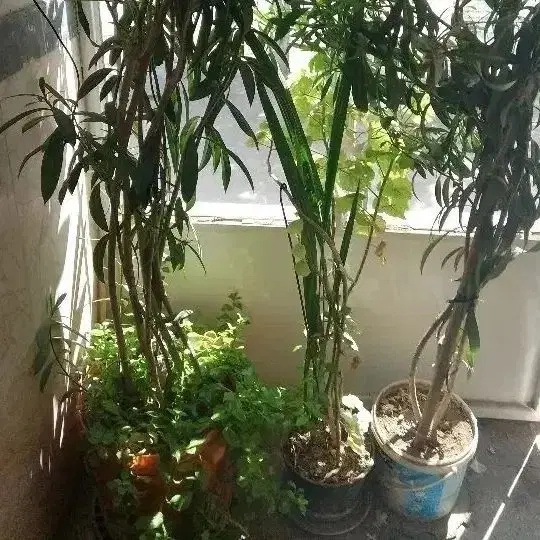رهن و اجاره حیاط دربست تربیت ۹