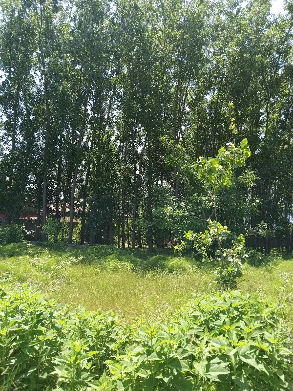 ۲۴۰ متر زمین مسکونی با پروانه ساخت