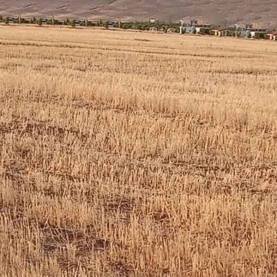 زمین محدوده ملاصدرا