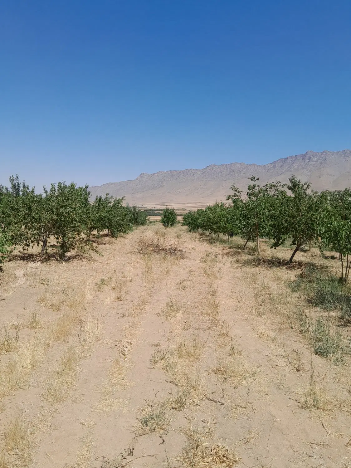 باغ فروشی