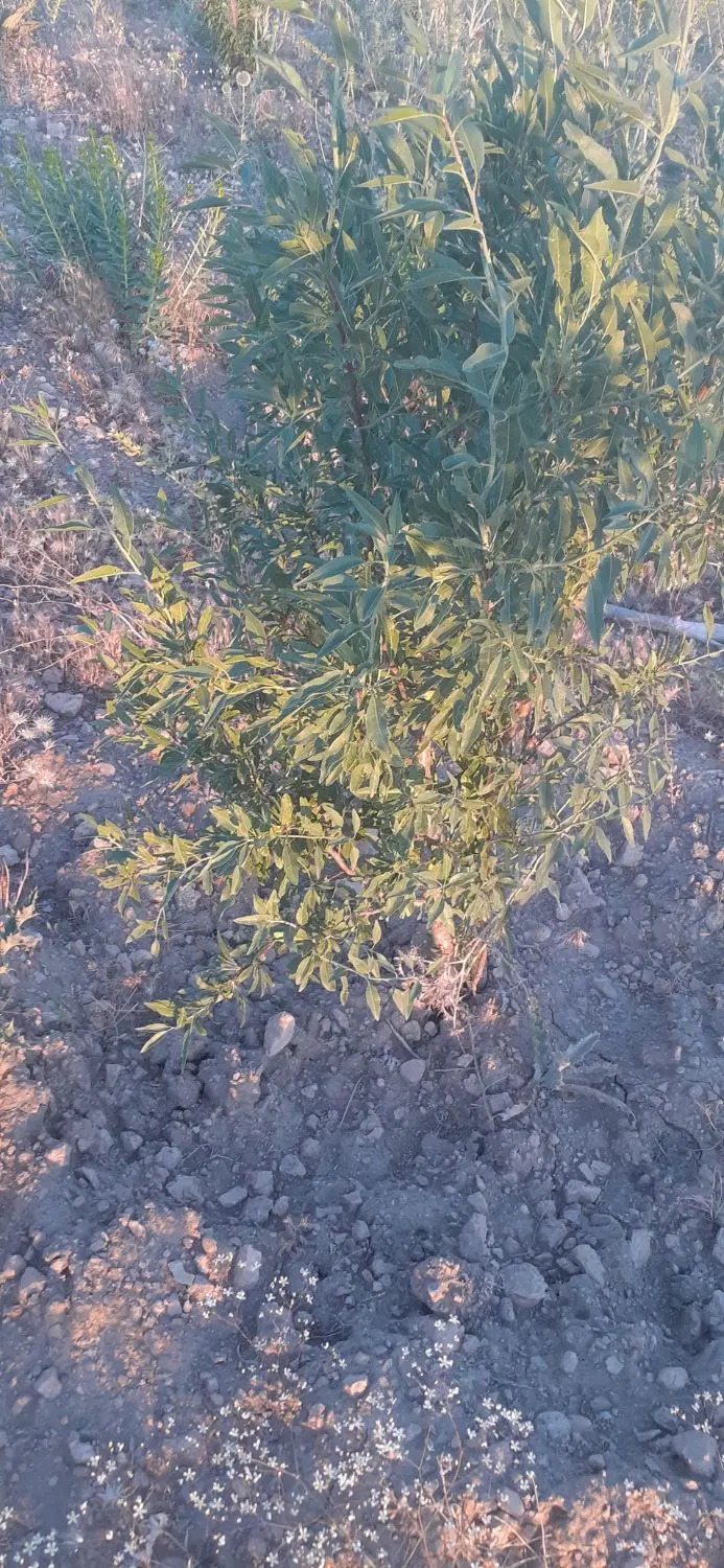 زمین باغی