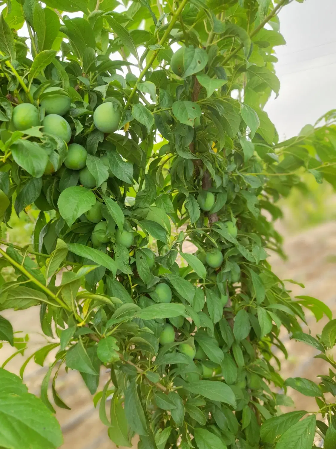 زمین باغ فوری