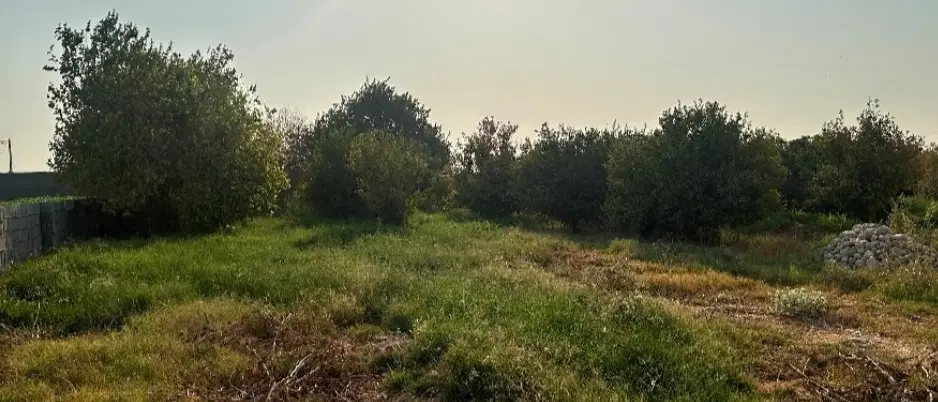 باغ باغچه