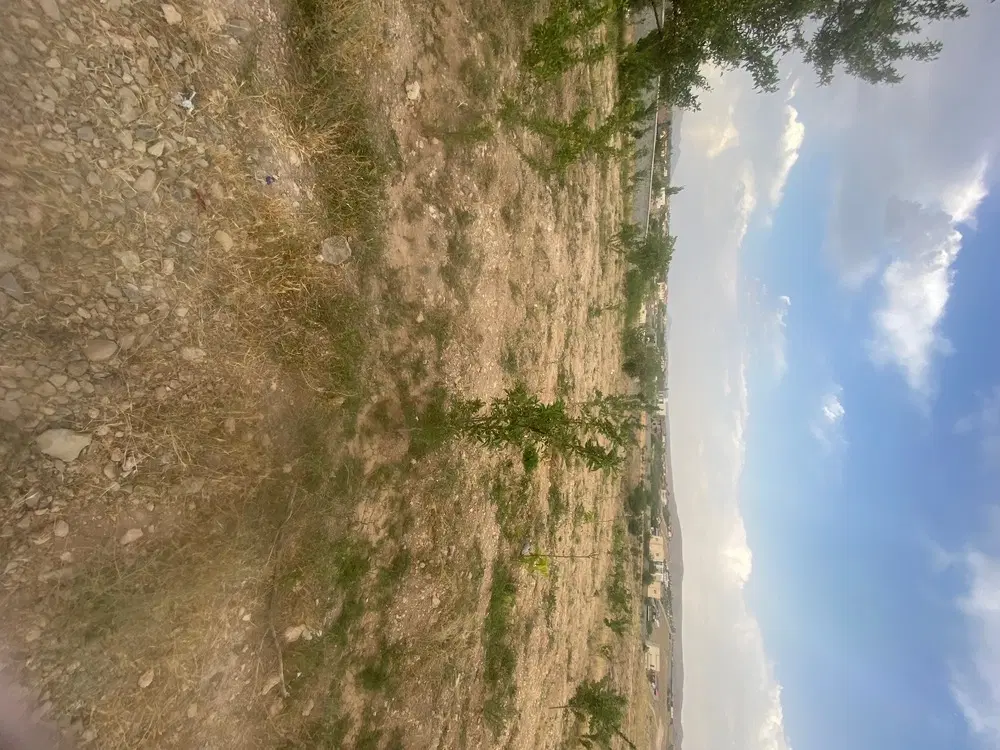فروش باغ