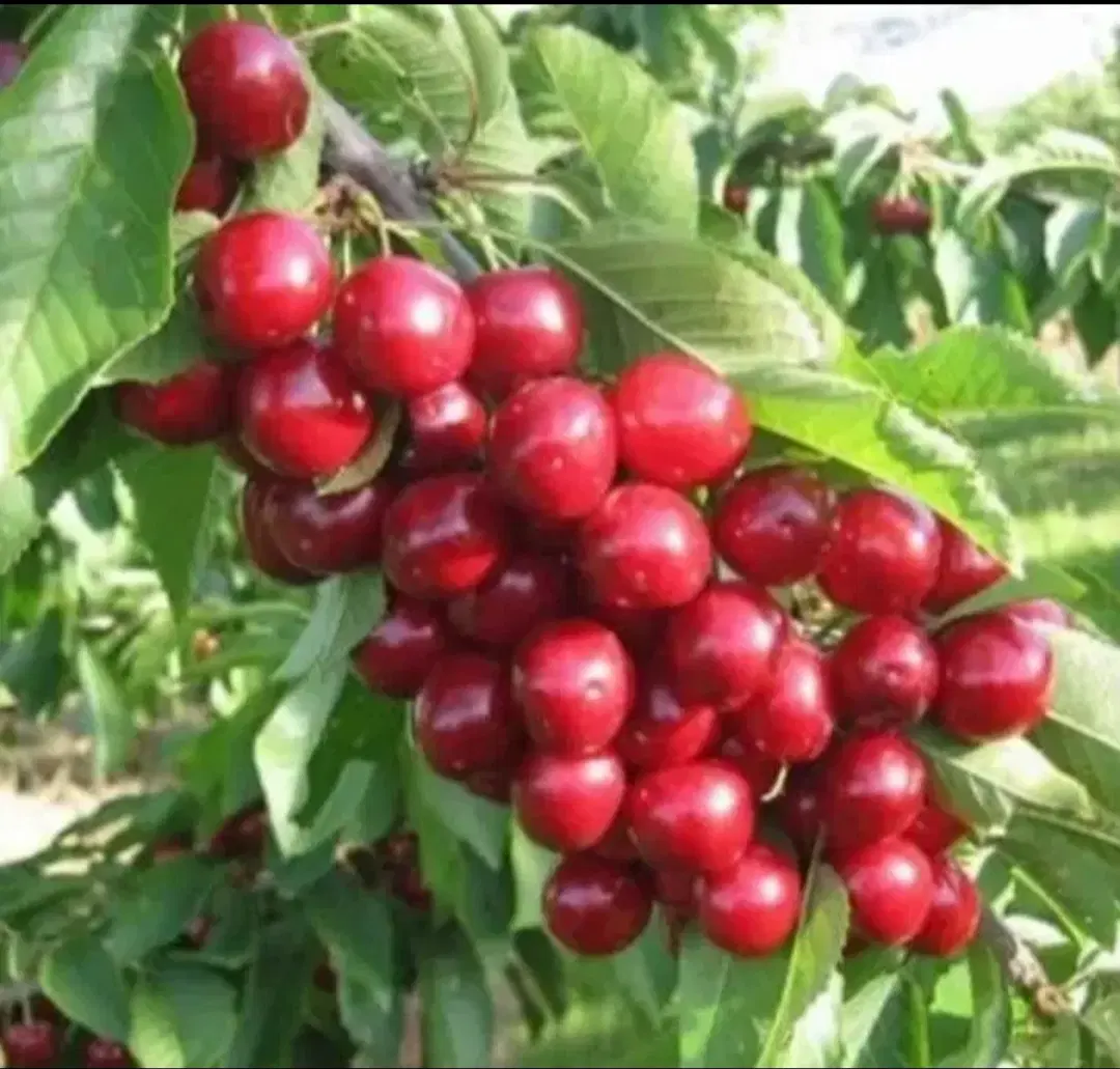 باغ ویلا (اطلاعات خوانده شود)