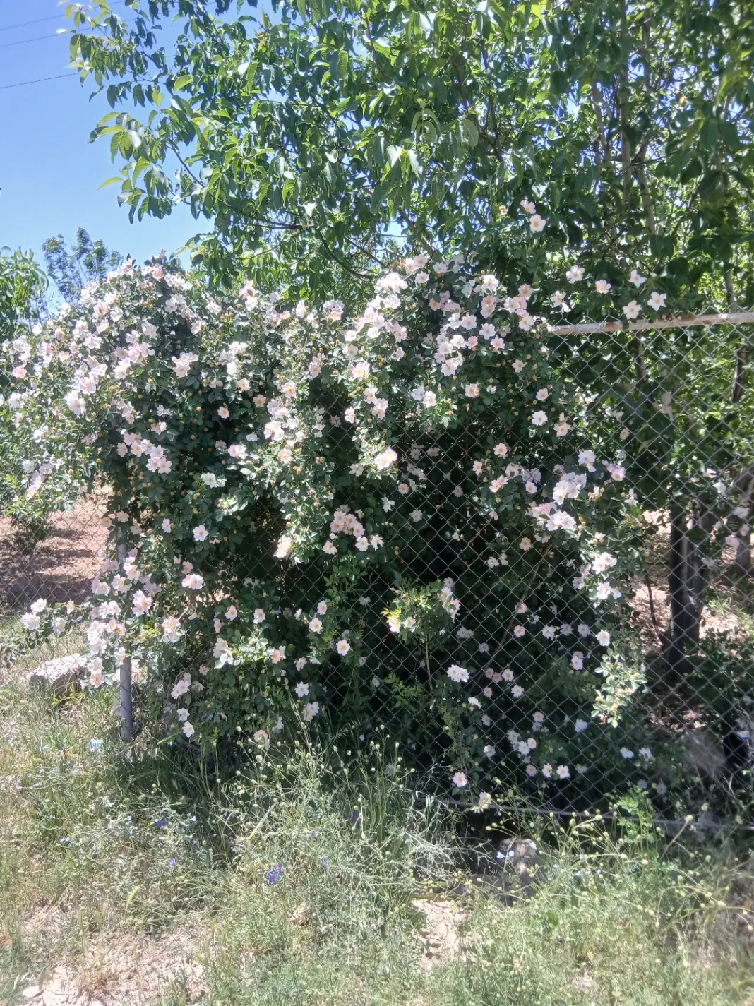 باغ گردو