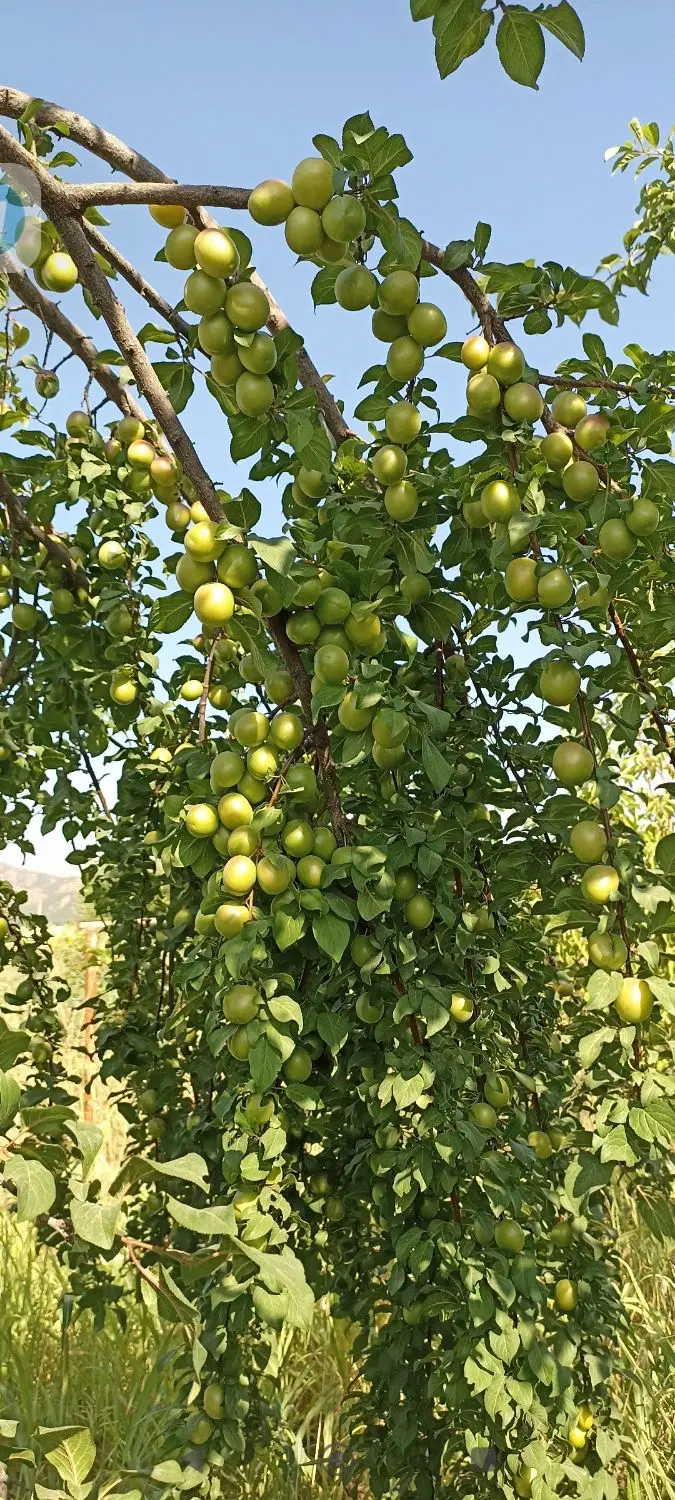 فروش خانه باغ 2200 م روبه روی کانی دینار