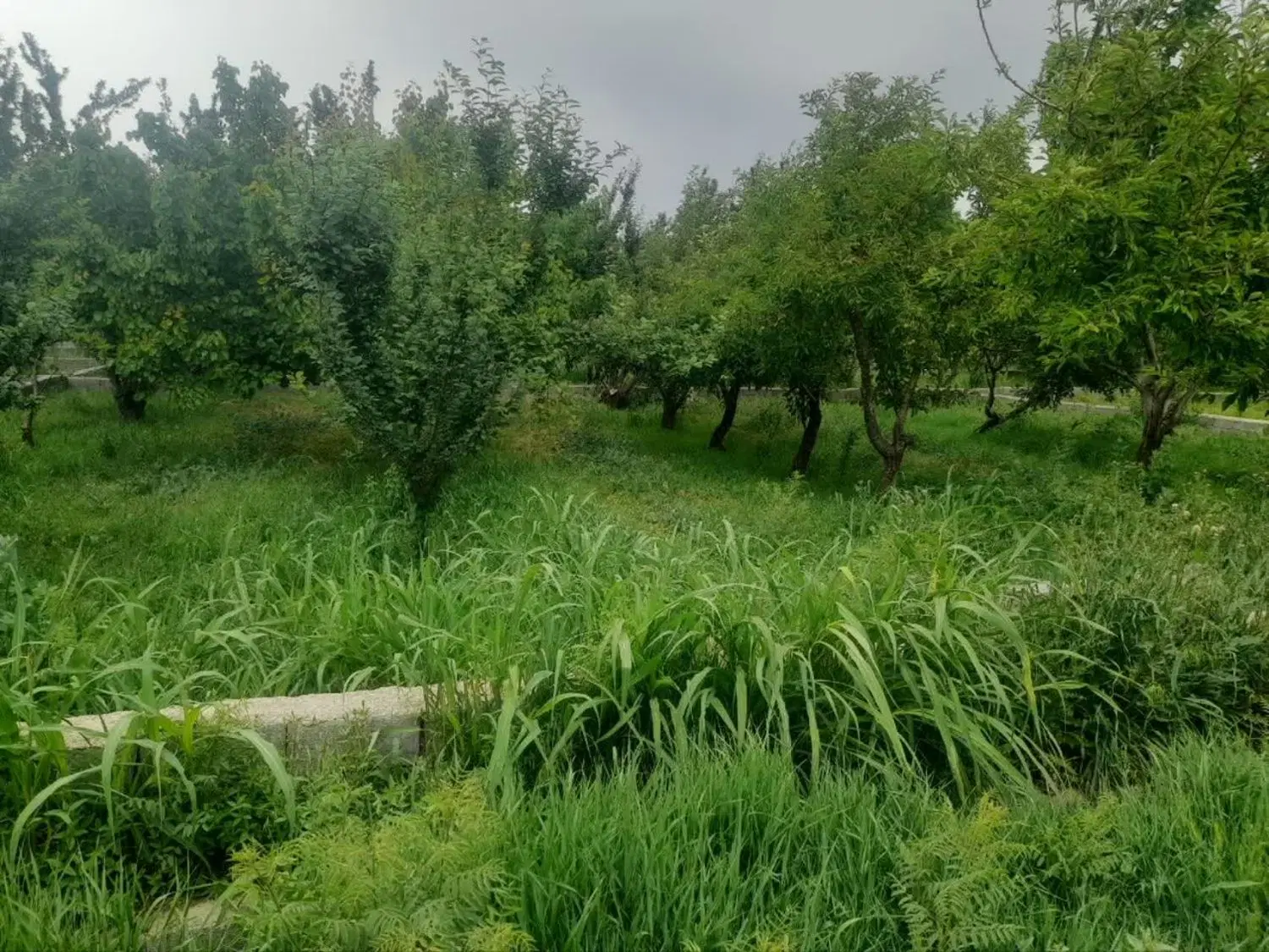 دوهکتاری در ملارد مناسب برای سرمایه گذاری
