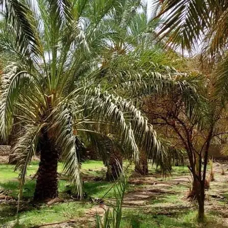 باغ