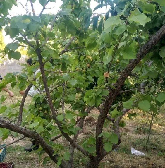 باغ نطنز