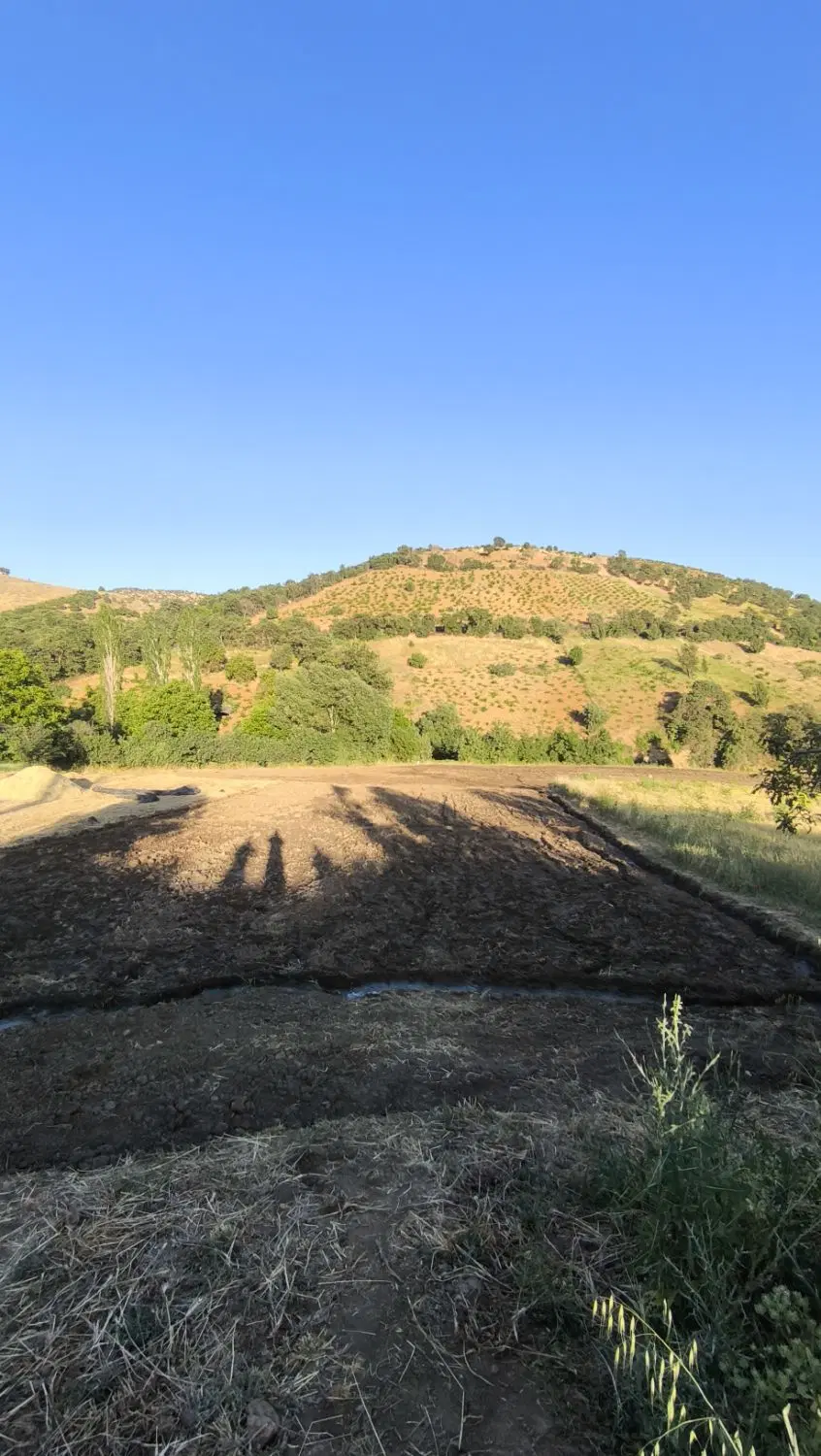 زمین کشاورزی روستای بالک