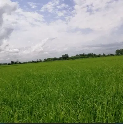 زمین