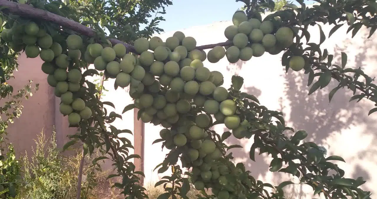 خانه ،باغ