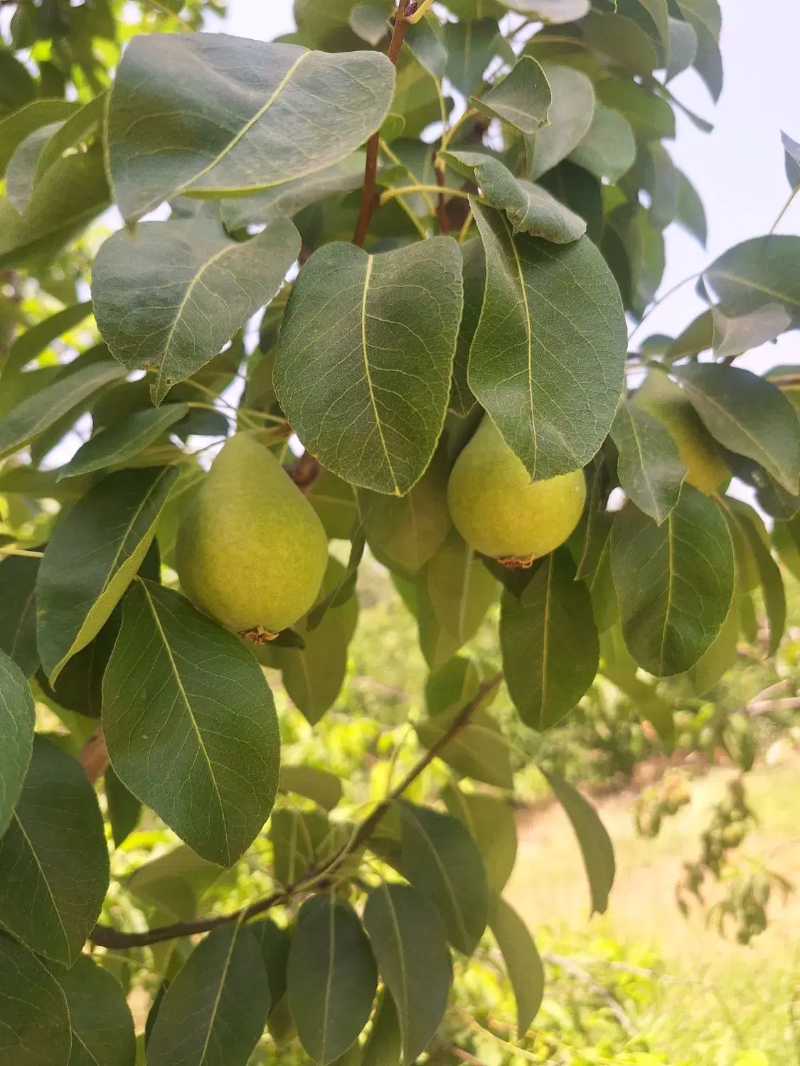 فروش باغ میوه 12 هزارم مناسب برای ساخت هتل. گلخانه