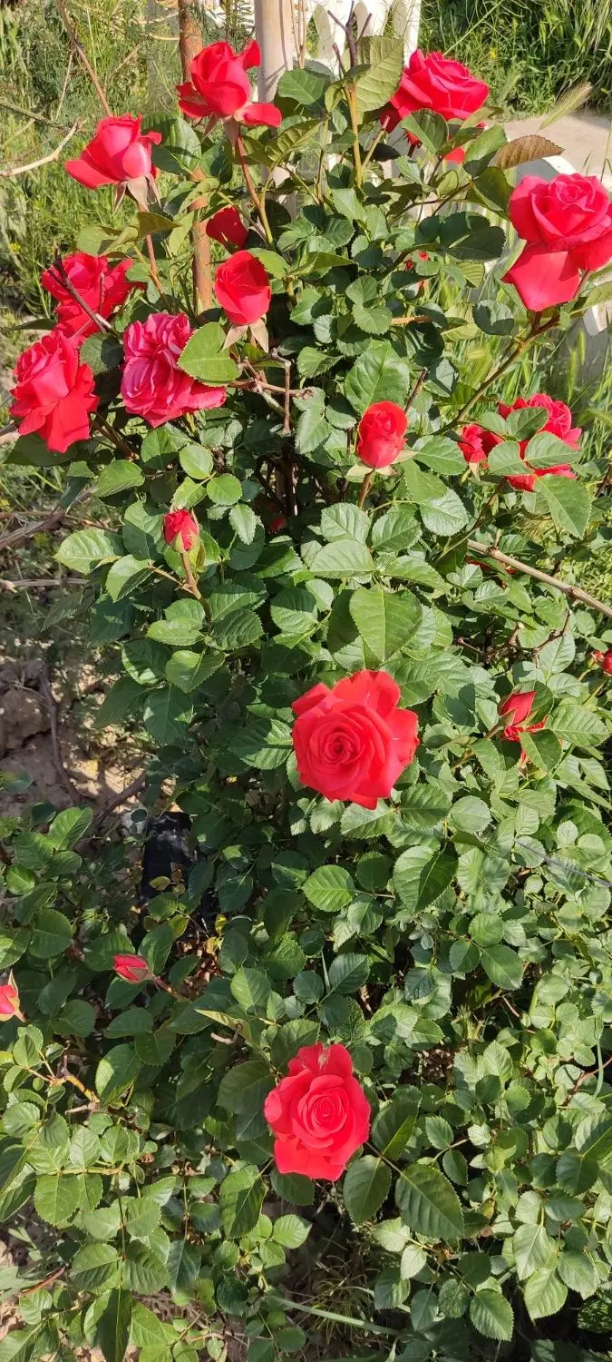 فروش خانه باغ 700متری