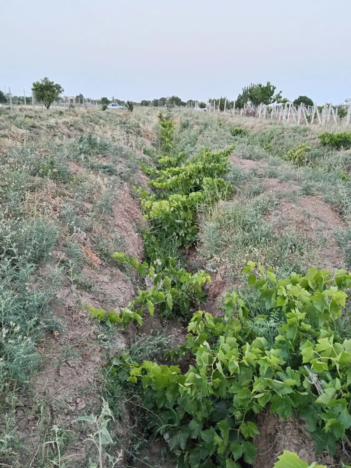 باغ انگور 1600متری در تاکستان