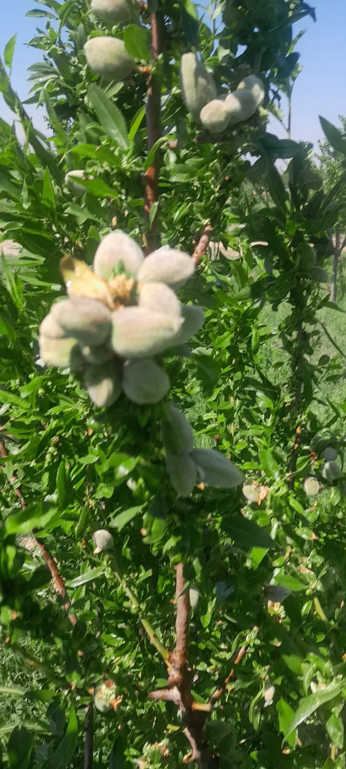 ۱۰۰۰ متر باغچه