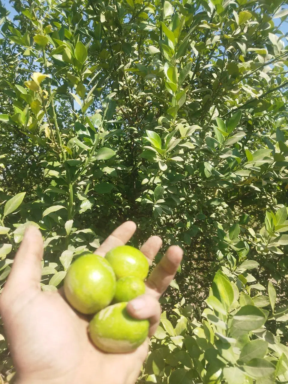 باغ لیمو جریه
