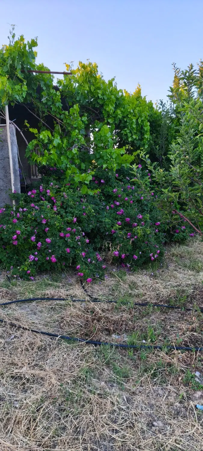 باغ قطره ای در شهرستان اهر