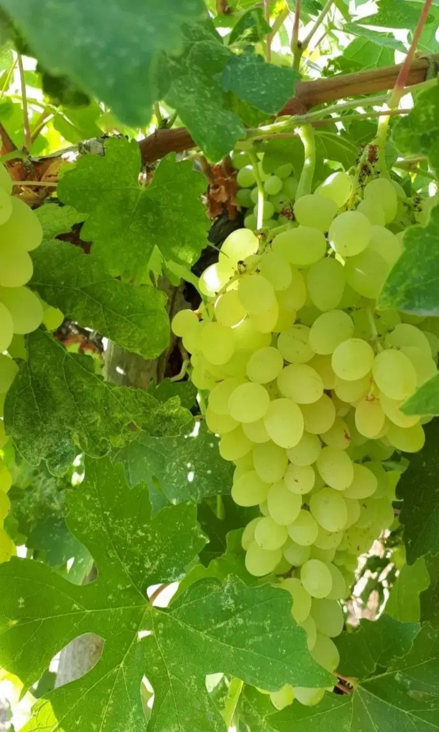 باغ انگور فروشی