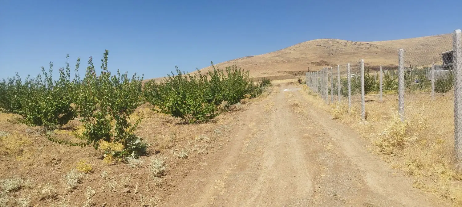 زمین کشاورزی 1000متری خام قلیان