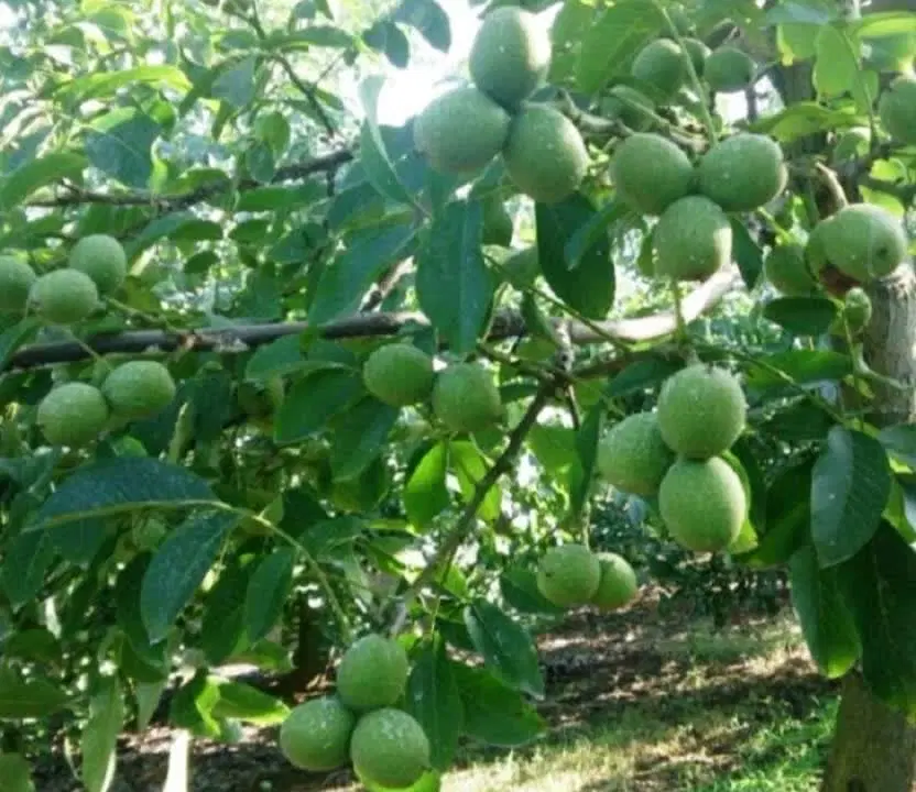باغ گردو