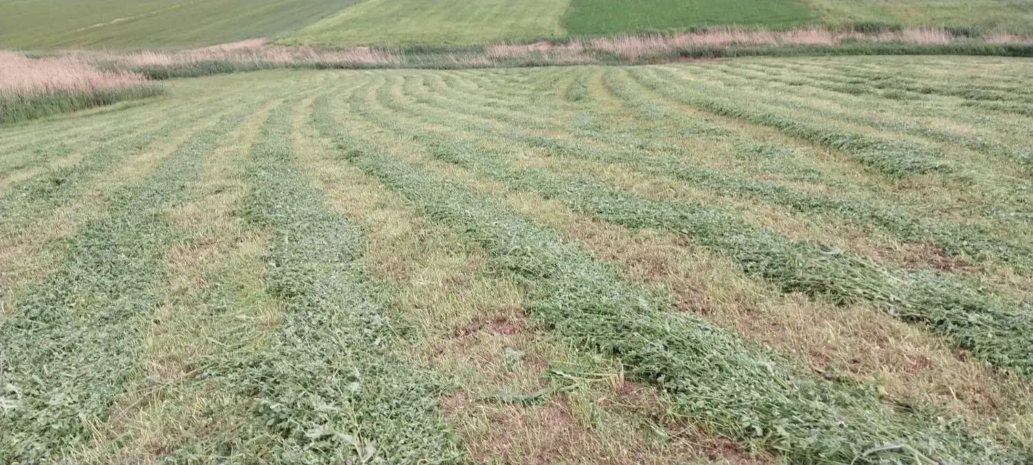 اجاره زمین کشاورزی 4 هکتار روستای ابراهیم کندی