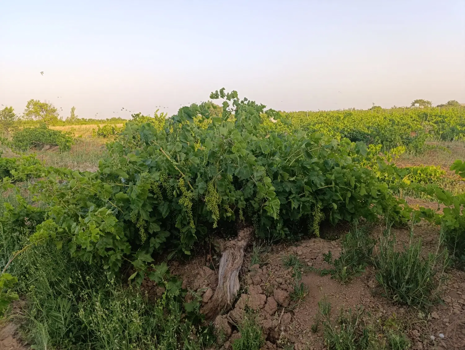 باغ سرحال پربار