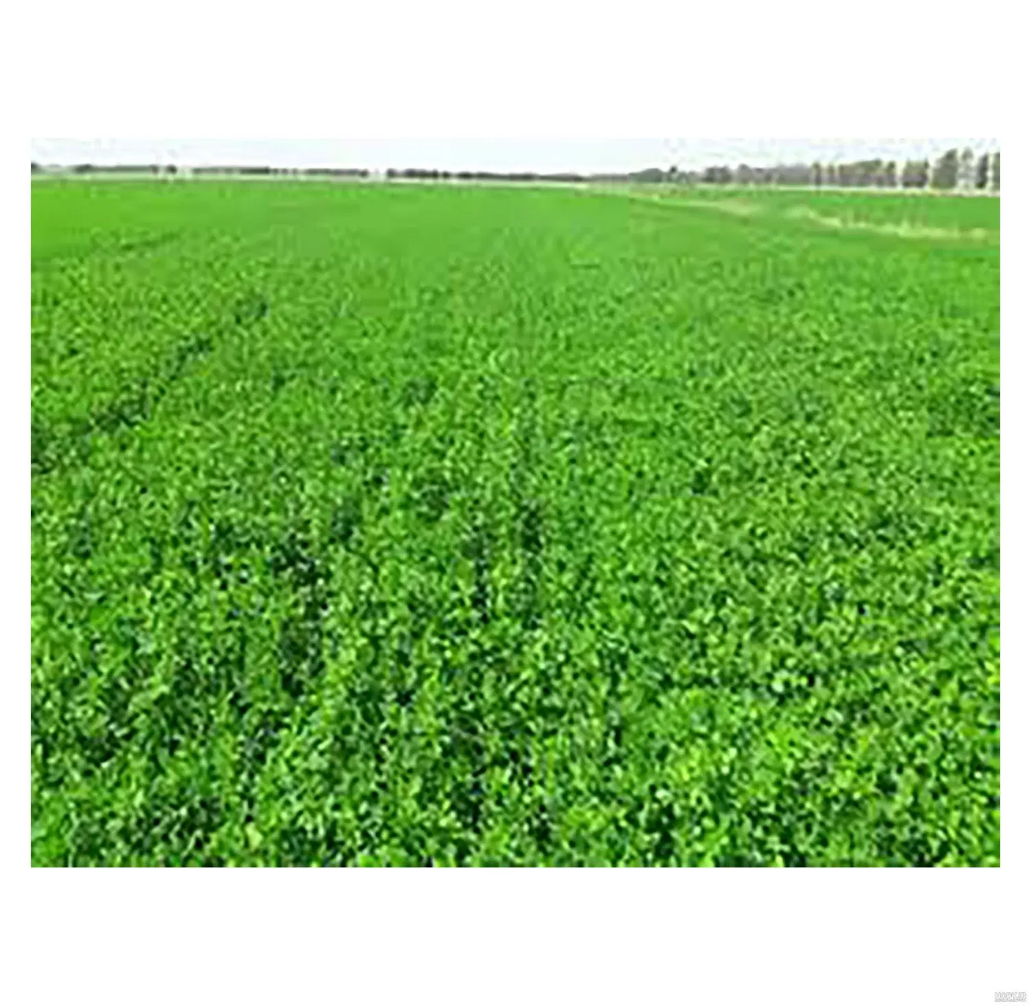 فروش زمین خانه باغ