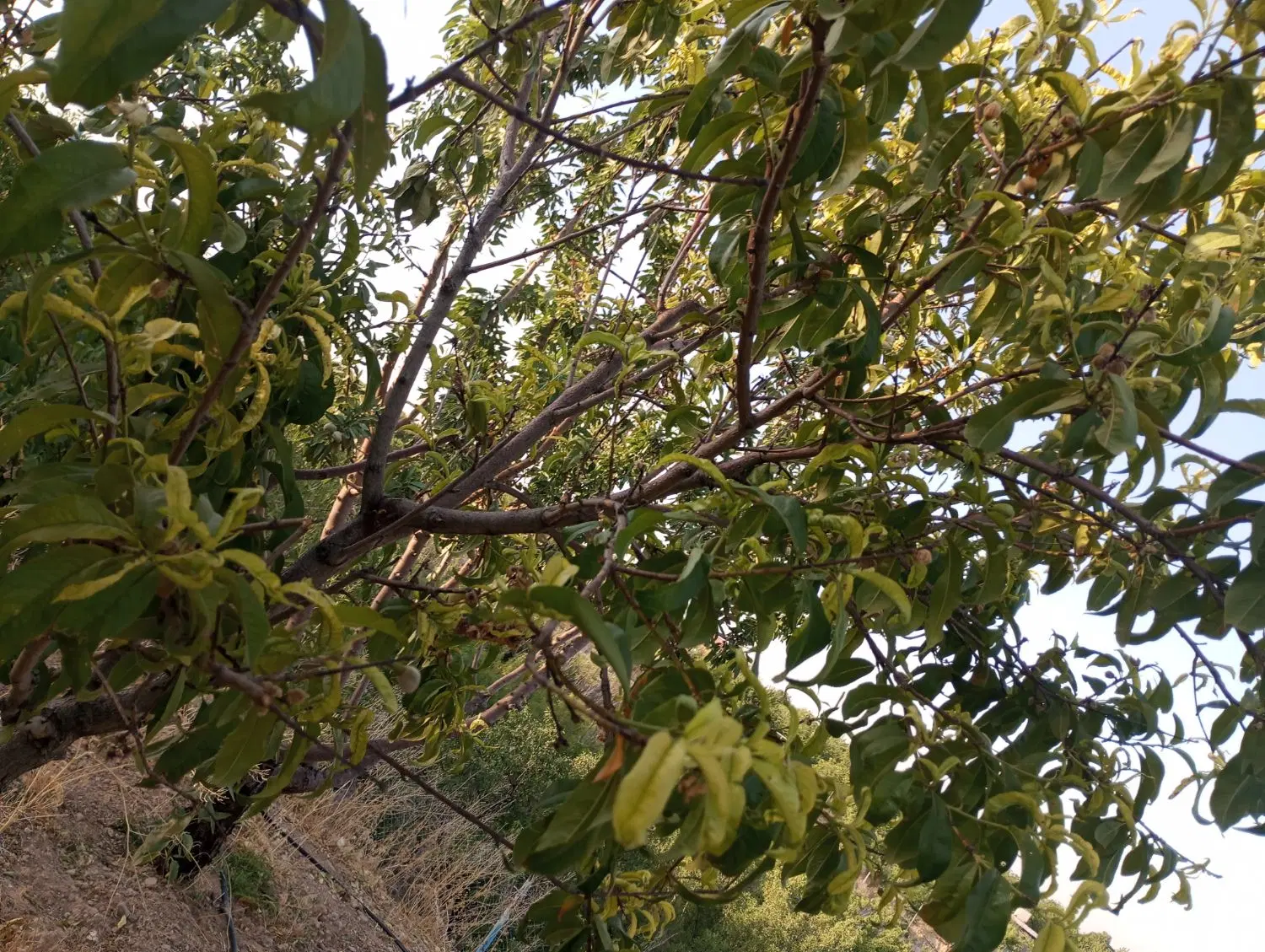 فروش زمین در شوراب صغیر