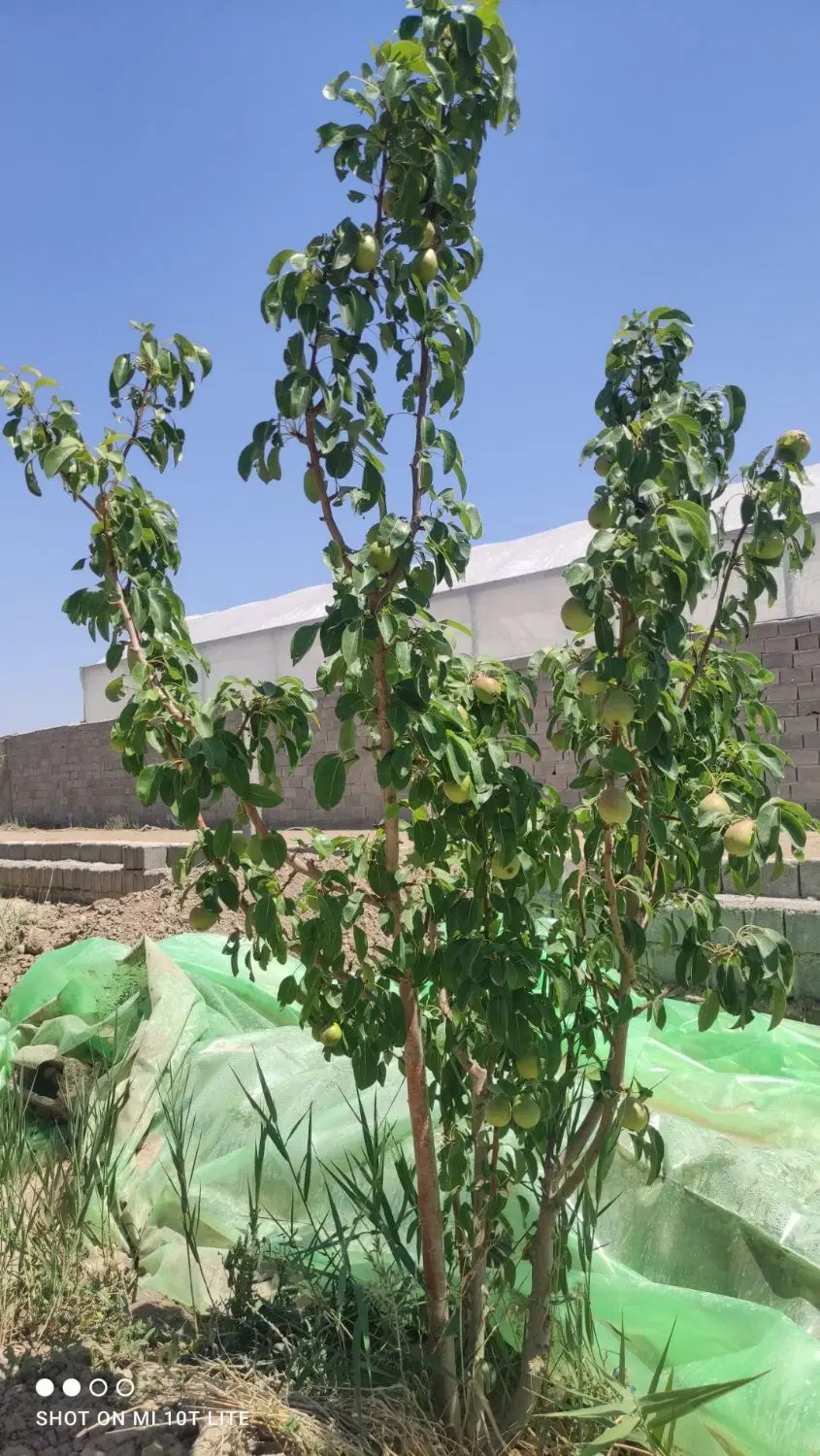 باغچه 500 متری شهریار
