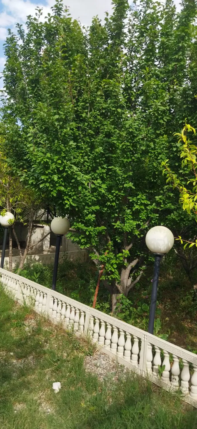 712 متر باغ جنگلی سند تک برگ با نامه جهاد