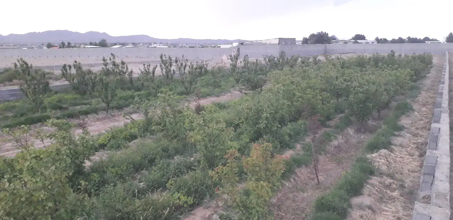 ۲۶۰۰متر زمین باغی فروشی