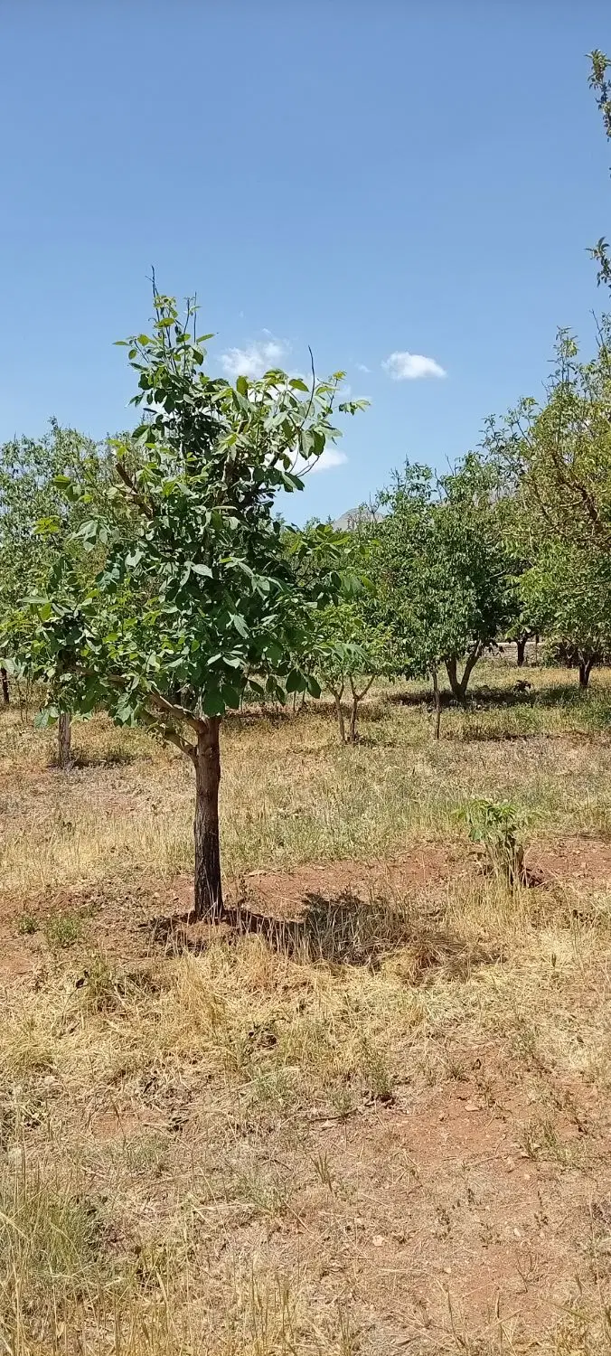روستای گوار هزار متر باغی با آب و جاده