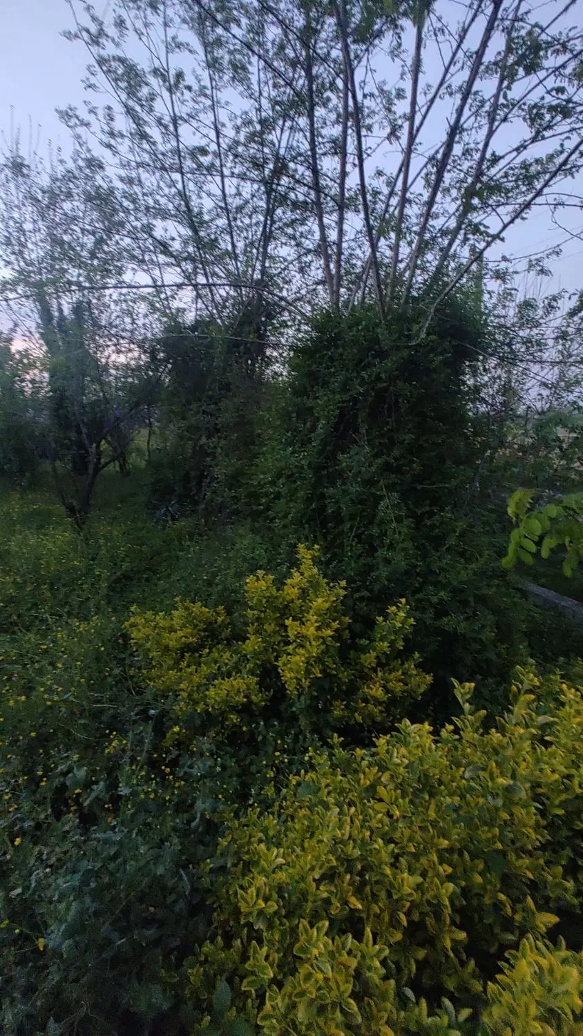 زمین باغی