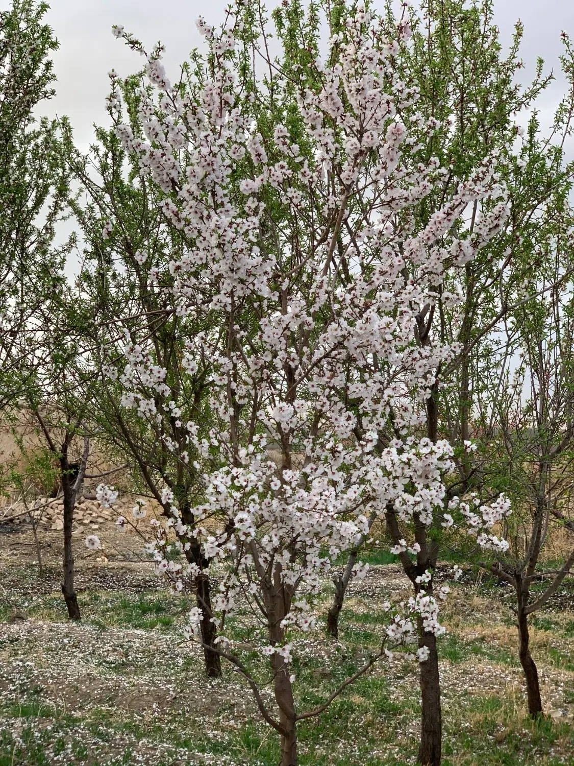 باغ ویلایی وایقان تبریز شبستر