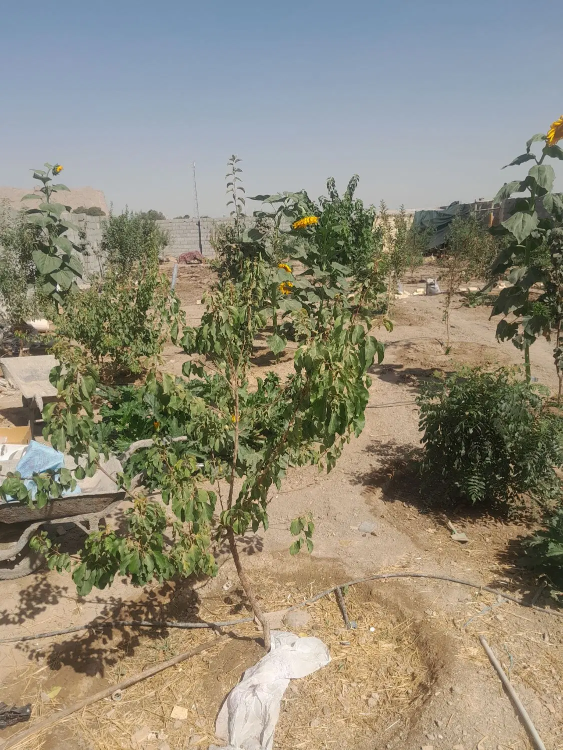 باغ ۱۰۰۰متری
