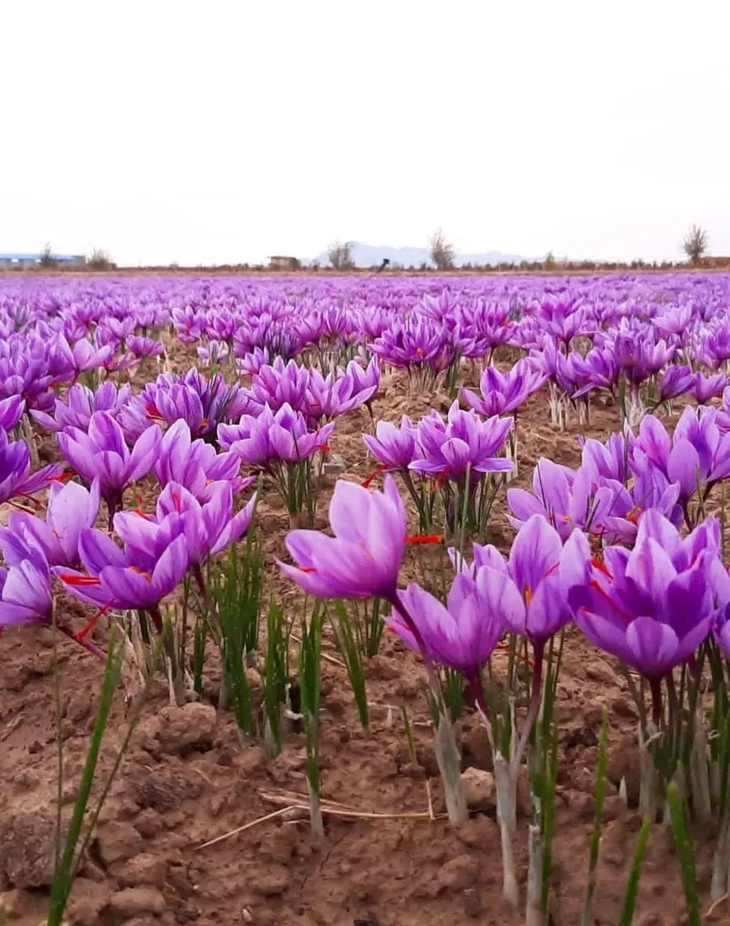 اجاره.زمین بااب.برای زعفرون نگینی.