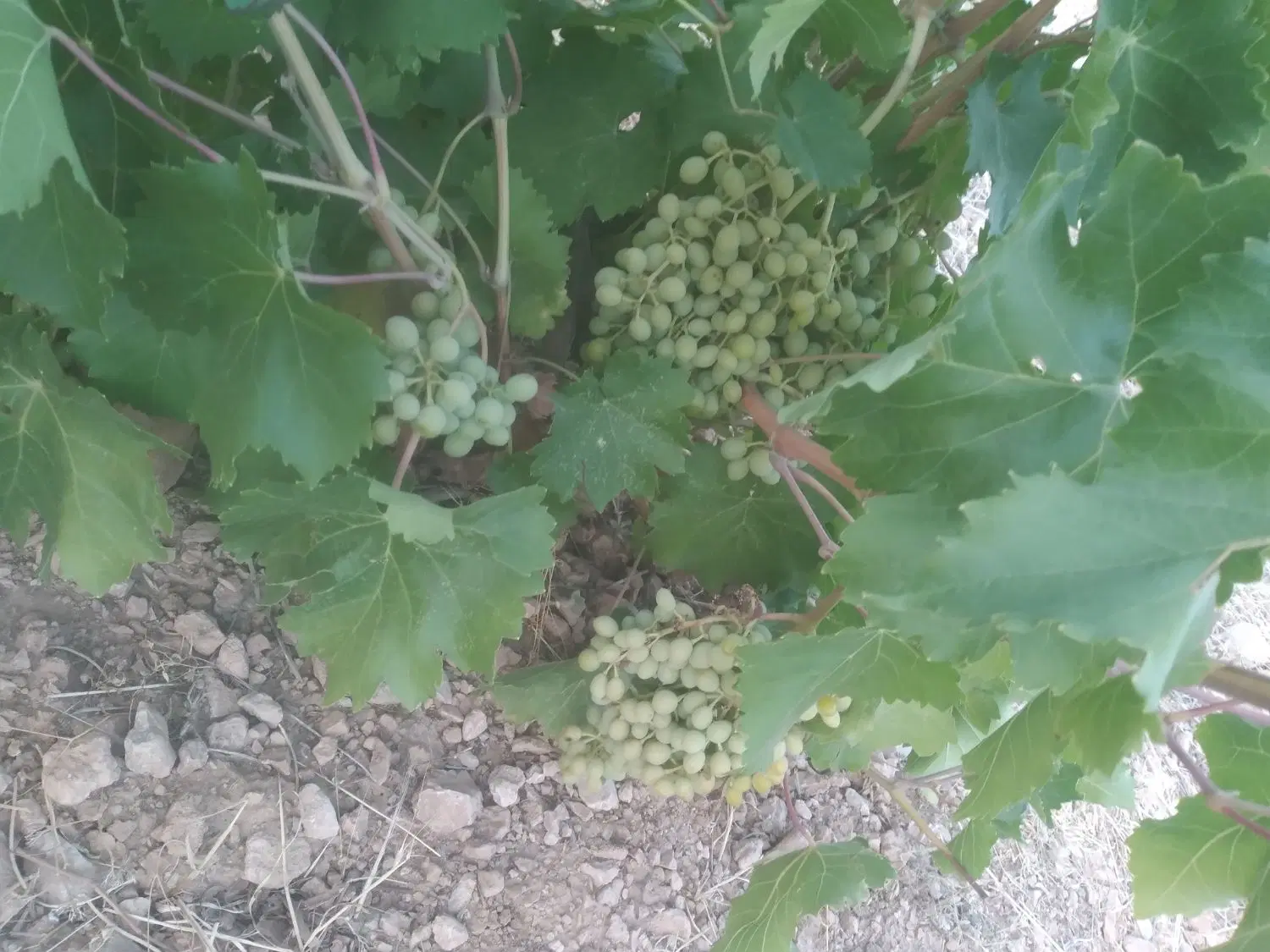 فروش باغچه زرقان تنگ چشمه