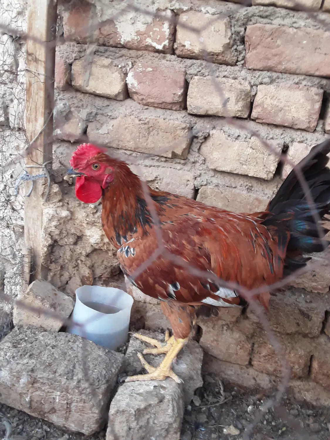 باغ