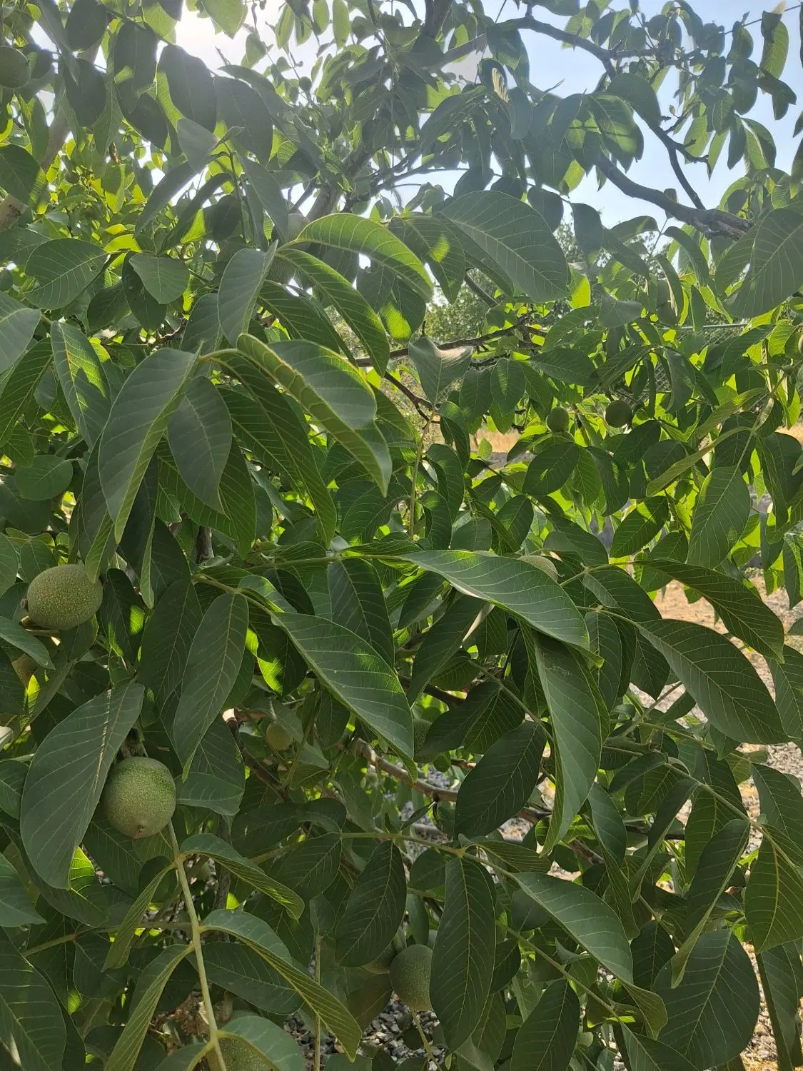 فروش زمین باغی  ۱۰۰۰ متر    گوار