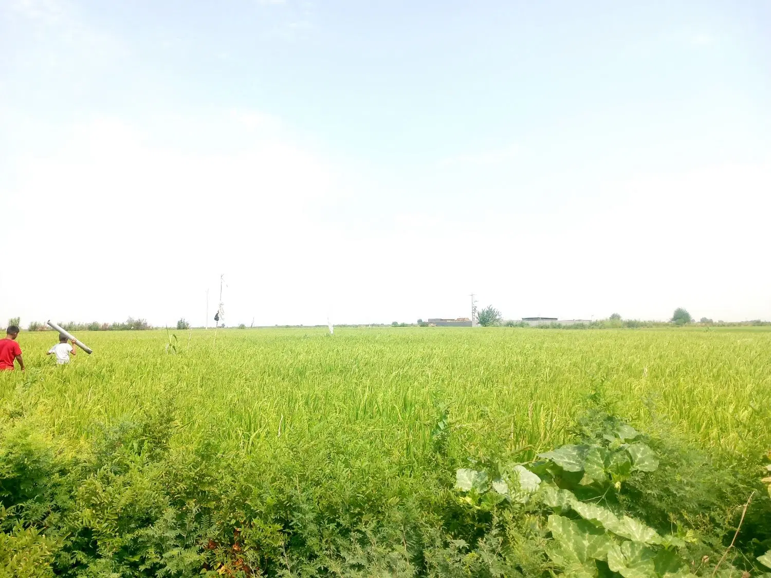 فروش زمین کشاورزی