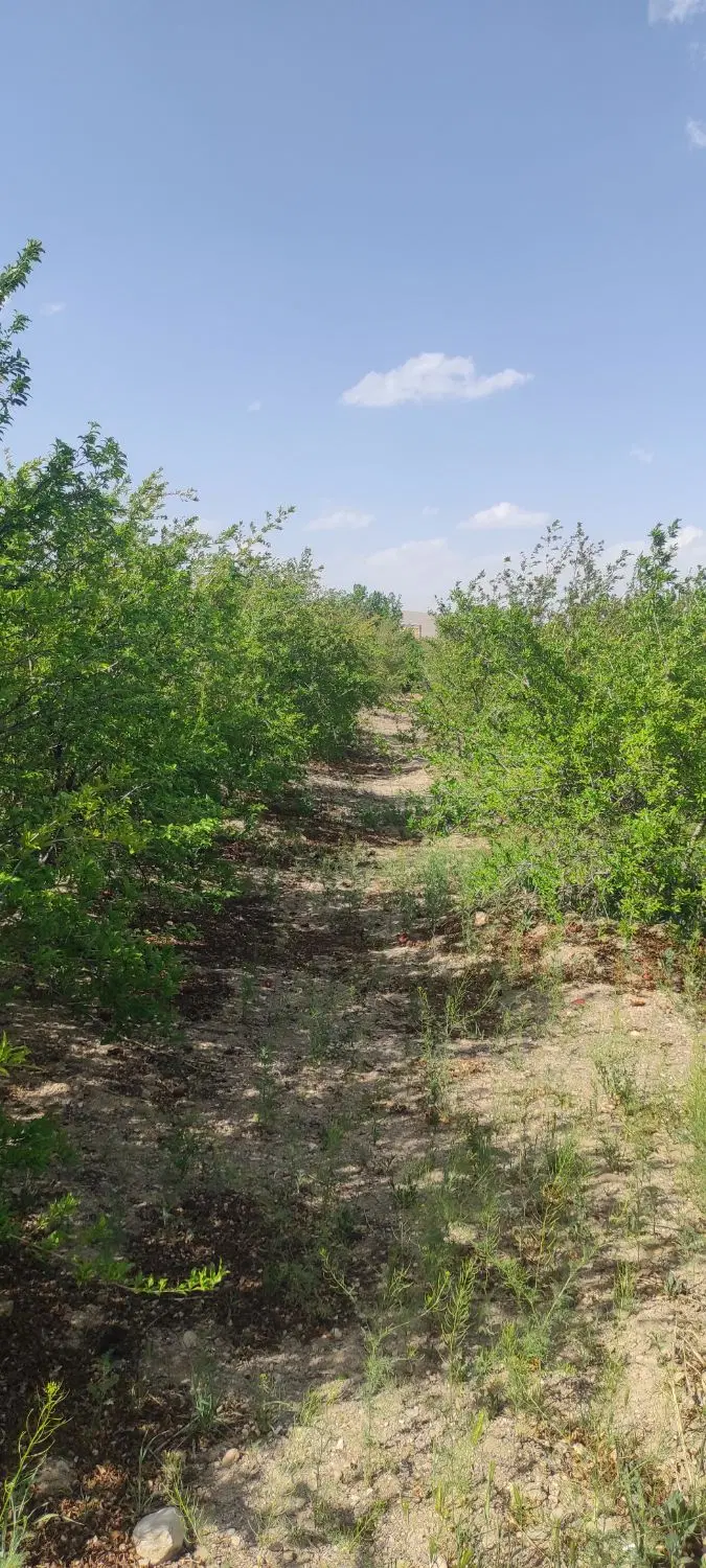 فروش فوری باغ انار زیر قیمت منطقه