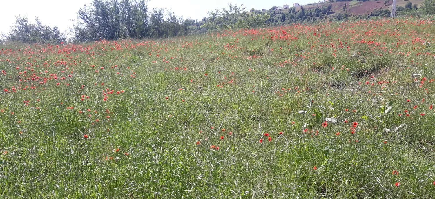 تهاتر۹۲۰۰ مترزمین مسکونی تالش_ بره پشت