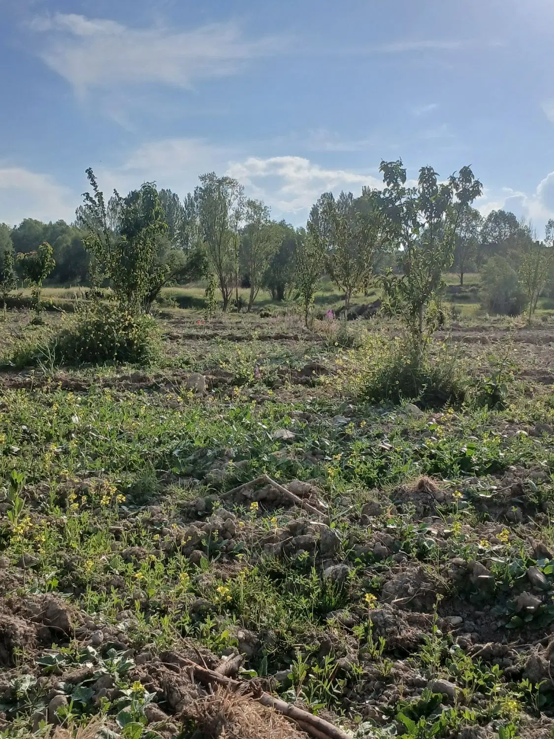باغ در شهر اردی موسی